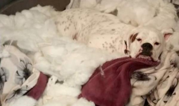 Cooper the Boxer may be 'Britain's naughtiest dog' 