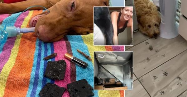 Britain's naughtiest dogs cause havoc, destroying ￡9,000 worth of furniture and setting homes on fire