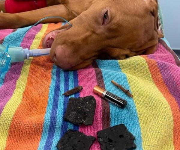 Hungry hound Dexter has co<em></em>ntents removed from stomach, including twigs, bits of a belt and an AA battery.