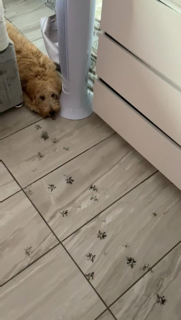Brandy, the six-month-old cockapoo with the mess left behind after he left a trail of inky footprints.
