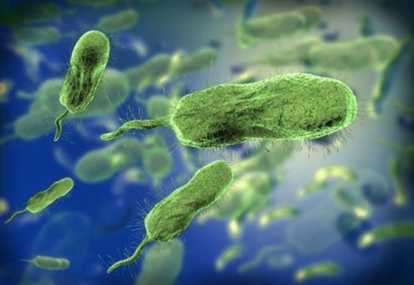 microscopic view of vibrio vulnificus bacteria ; Shutterstock ID 355753592; purchase_order: -; job: -; client: -; other: -