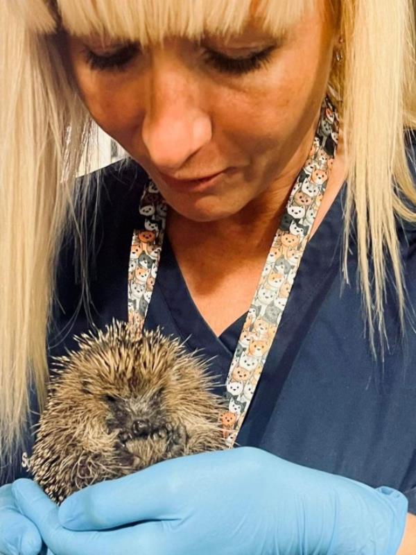 Kate Gordon with John the hedgehog after he was discovered inside South Tyneside District Hospital. See SWNS story SWLNhedgehog. A team of hospital nurses had a prickly situation to deal with late into Sunday night when an ill hedgehog found its way into the emergency department at South Tyneside District Hospital.The mini mammal wandered into the resus unit, using doors usually used by ambulance crews.The startled Emergency Department team soon realised their little visitor was not well. Sister Kate Gordon, who has experience of looking after hedgehogs, put on some gloves and scooped him up.