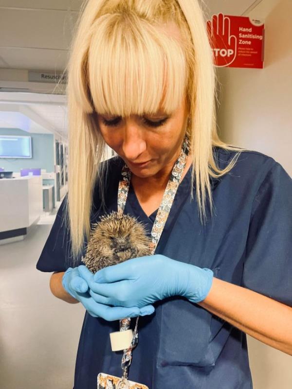 Kate Gordon with John the hedgehog after he was discovered inside South Tyneside District Hospital. See SWNS story SWLNhedgehog. A team of hospital nurses had a prickly situation to deal with late into Sunday night when an ill hedgehog found its way into the emergency department at South Tyneside District Hospital.The mini mammal wandered into the resus unit, using doors usually used by ambulance crews.The startled Emergency Department team soon realised their little visitor was not well. Sister Kate Gordon, who has experience of looking after hedgehogs, put on some gloves and scooped him up.