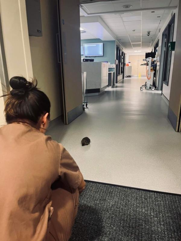 The hedgehog wasndering through the emergency department at South Tyneside District Hospital. See SWNS story SWLNhedgehog. A team of hospital nurses had a prickly situation to deal with late into Sunday night when an ill hedgehog found its way into the emergency department at South Tyneside District Hospital. The mini mammal wandered into the resus unit, using doors usually used by ambulance crews.The startled Emergency Department team soon realised their little visitor was not well. Sister Kate Gordon, who has experience of looking after hedgehogs, put on some gloves and scooped him up.