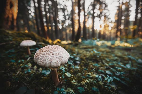 death cap mushrooms