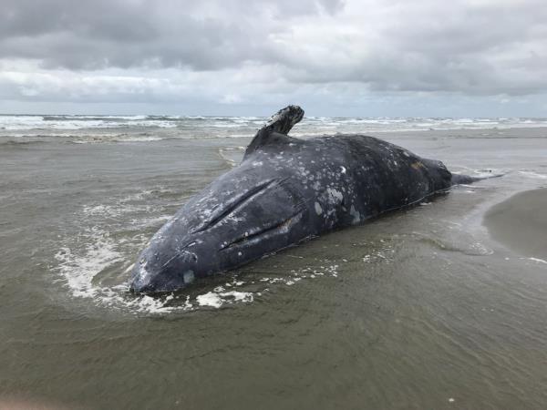 Dead whales have been washing up along Tri-State shorelines over the past years; activists say it's because of offshore windfarms. 