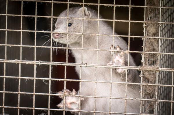 A mink is photographed in a farm in Hjoerring, in North Jutland, Denmark, on October 8, 2020