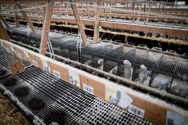 Mink look out from their cage at the farm of Henrik Nordgaard Hansen and Ann-Mona Kulsoe Larsen as they have to kill off their herd, which co<em></em>nsists of 3000 mother mink and their cubs on their farm near Naestved, Denmark, on November 6, 2020