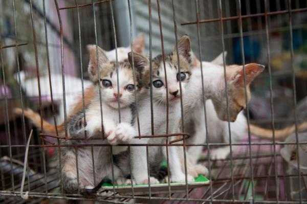 Little kittens in a cage.