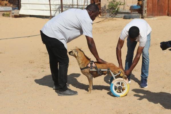 WEEKEND: Gaza animal rescue efforts Sulala Animal Rescue