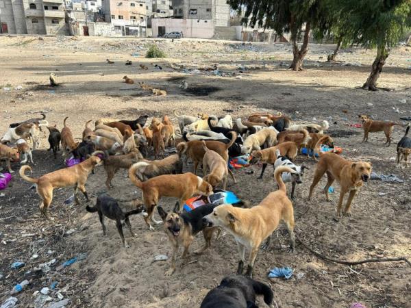 WEEKEND: Gaza animal rescue efforts Sulala Animal Rescue