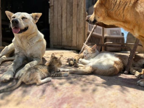 WEEKEND: Gaza animal rescue efforts Sulala Animal Rescue