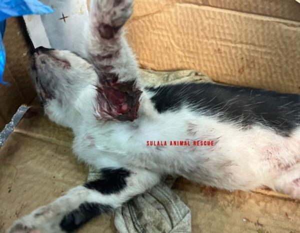 WEEKEND: Gaza animal rescue efforts Sulala Animal Rescue
