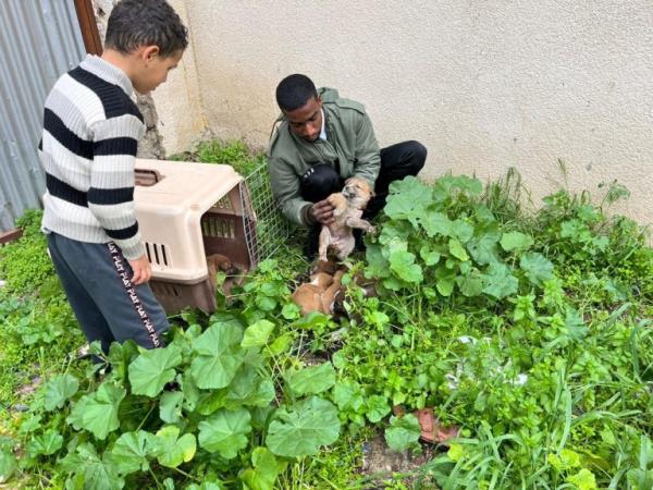 WEEKEND: Gaza animal rescue efforts Sulala Animal Rescue