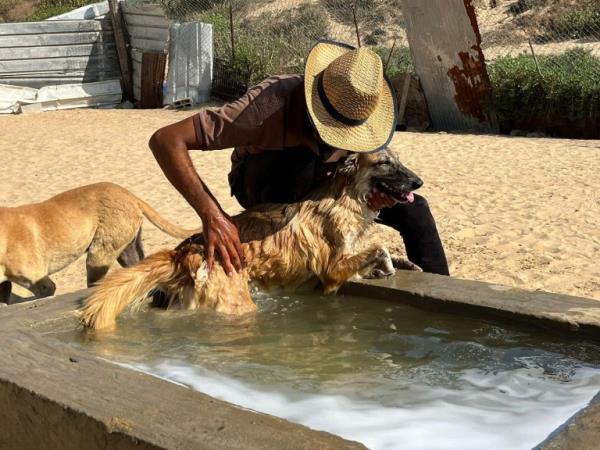 WEEKEND: Gaza animal rescue efforts Sulala Animal Rescue