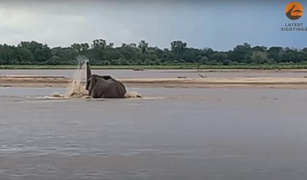 The elephant frantically ran toward land, but stopped short of the shoreline when it realized the crocodile wasn't going to give up a potential meal so easily. 