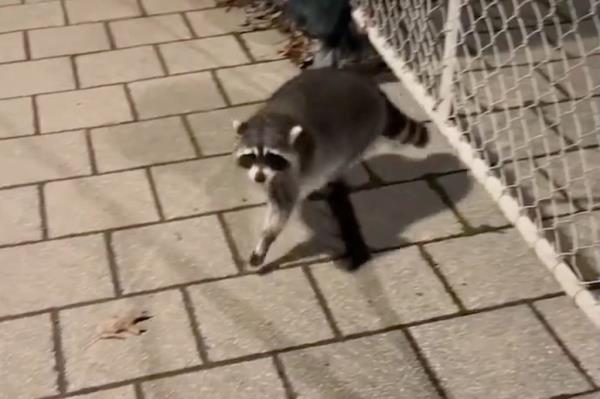 The raccoon was recorded sliding under a fence and pouncing for the woman's leg.