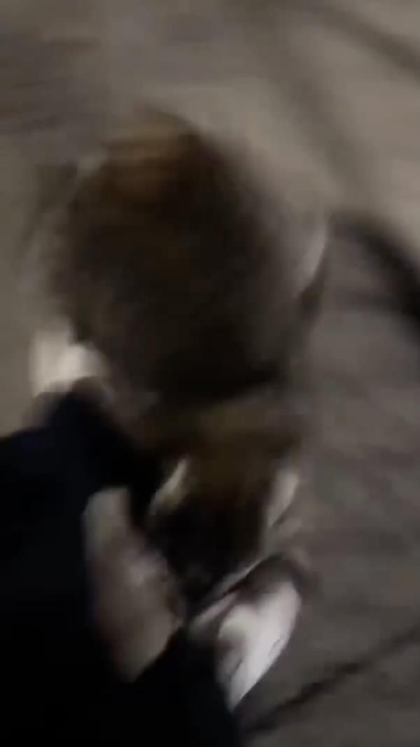 The raccoon was behavin<em></em>g erratic and chirping amid the attack, authorities said.