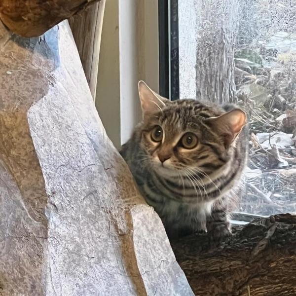 Gaia was brought in after Utah's Hogle Zoo was briefed by the Black-Footed Cat Co<em></em>nsortium for breeding purposes.