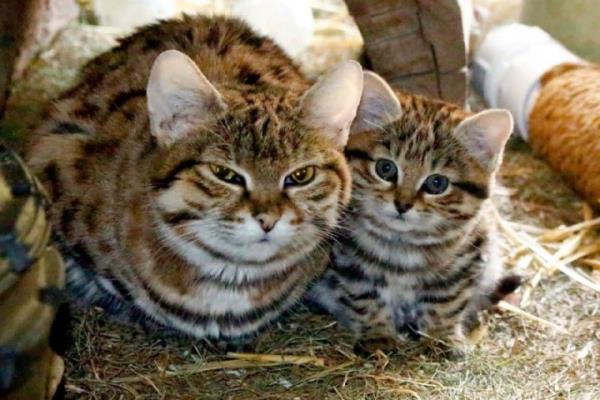 Utah's Hogle Zoo announced recently that its record-breaking 18.5 year-old black-footed cat died (left).  