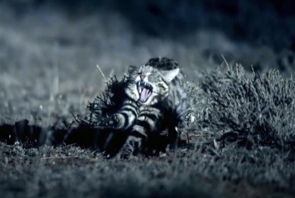 The deadly Black-footed cat, located in Namibia, Central and Southern Botswana and South Africa —  has a hunting success rate of 60%.