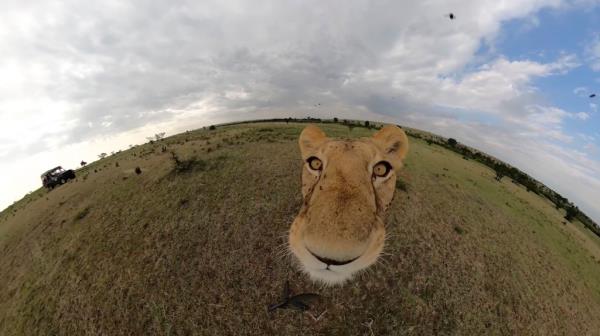 lioness