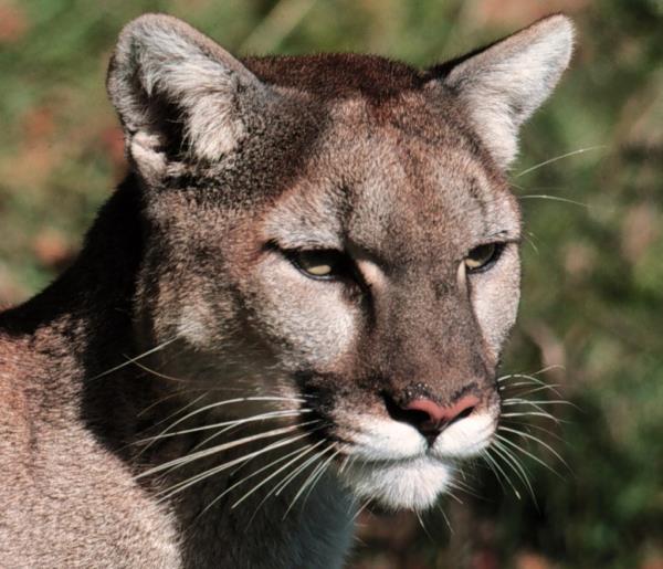 A cougar is shown in this undated photo.