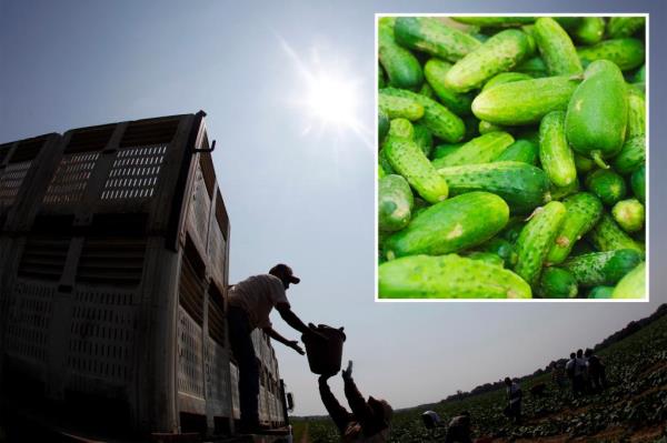 Cucumbers