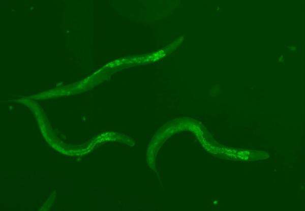 Inside the worms, the reinforced piwi-piRNA pathway lights up green