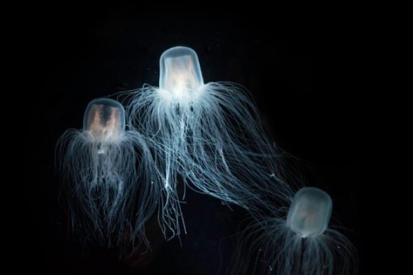 The 'immortal jellyfish'