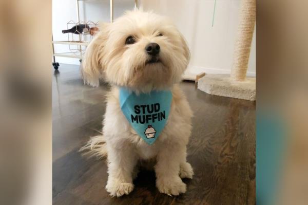 Teddy, a 10-pound Pomeranian, is in the midst of a custody battle.