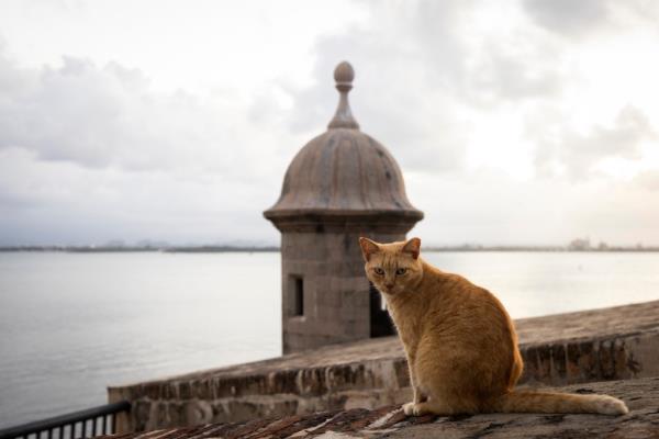 Old San Juan's cats.