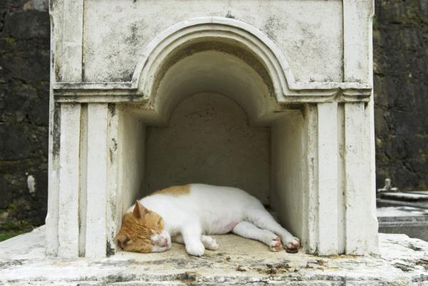 Stray cat removal in Puerto Rico.
