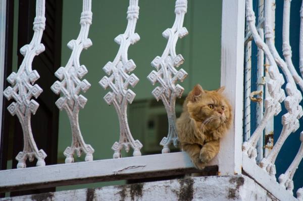 Puerto Rico's stray cats.