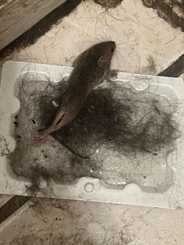 A photo of a rat in a building.