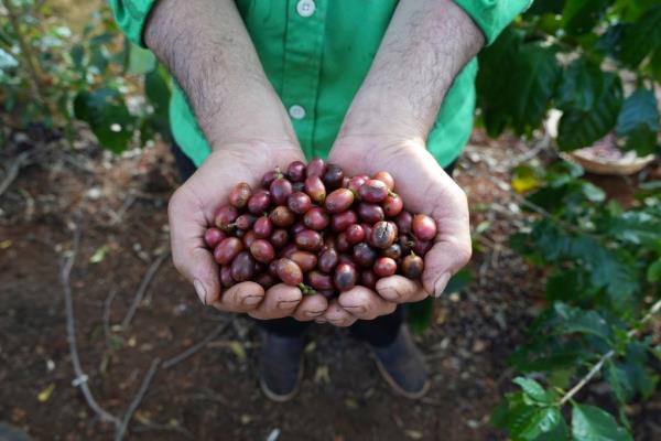 Farmer Le Van Tam showing freshly picked coffee beans at a farm in Dak Lak province, Vietnam, impacted by the new European Unio<em></em>n deforestation rules
