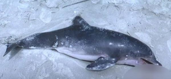 A dead dolphin was found just a short while after the photo was taken