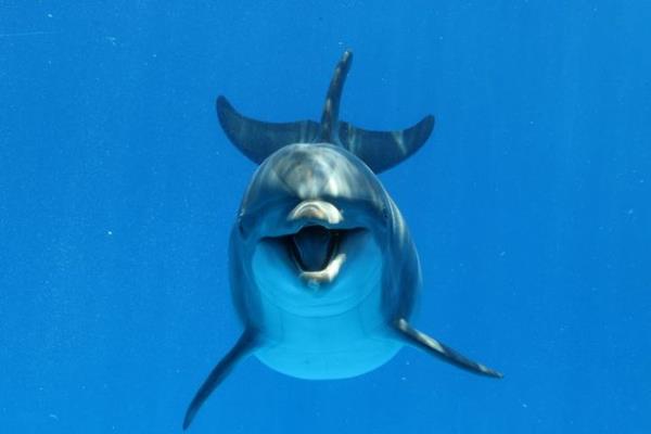 Marine biologists believe the dolphin held by the 'bozo' teen is the same one they found dead (stock)