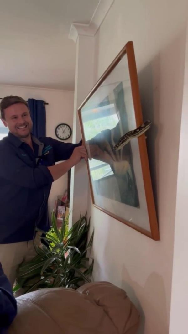 Man fixes lopsided painting, finds a massive snake behind it