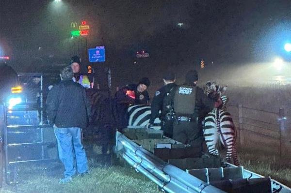 Circus zebra with police officers standing by.