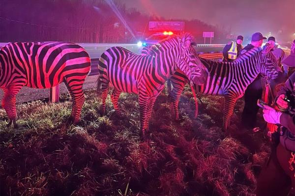 Circus animals, including zebras, rescued from highway fire.