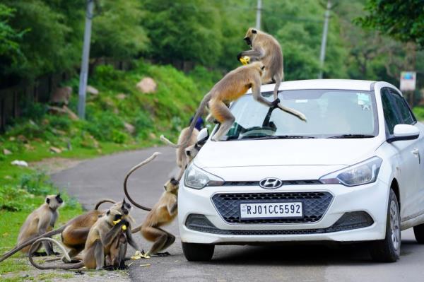  Indian people feed langur mo<em></em>nkeys in Pushkar, Rajasthan, India on August 19, 2022. 