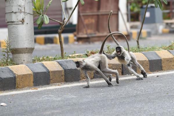 Grey langurs run along a deserted road during a government-imposed natio<em></em>nwide lockdown as a preventive measure against the COVID-19 coronavirus, in Ahmedabad on April 19, 2020.