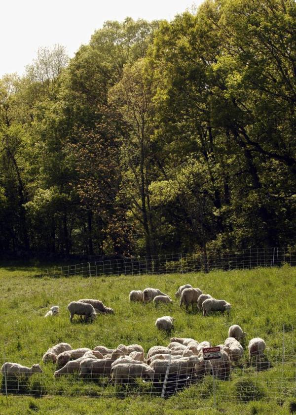 A group of Finn-Dorset sheep grazing in a field at Stone Barns Center for Food and Agriculture in Pocantico Hills, New York