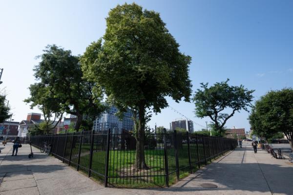 Trees behind fence around Peter Francisco Park. 