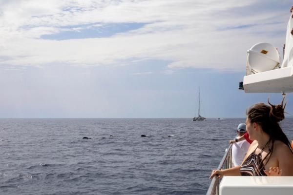 whale-watching
