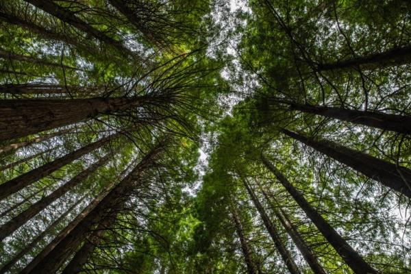 trees in madeira