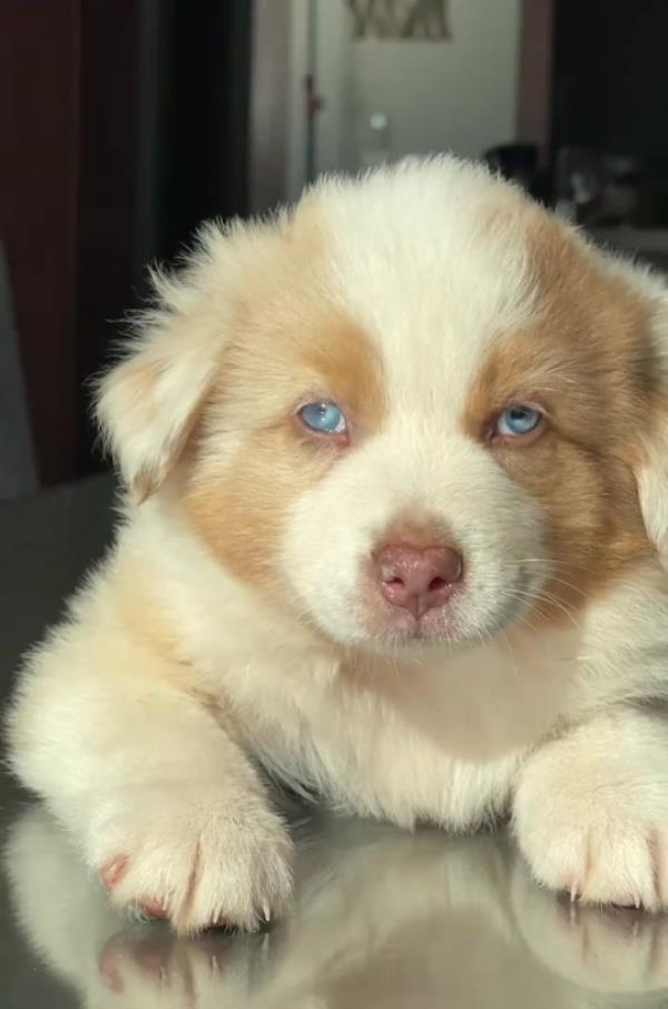 Britney Spears introduces her new dog Sawyer Geez .... can you have two loves of your lives because he comes in second !!!! I'm introducing the new edition to my family ... his name is Sawyer and he's a white Australian shepherd with blue eyes !!!!! I found him in Maui like a dream and took him home with me immediately. It's funny ... he doesn't talk back but it's like he understands what I'm saying !!!! I can talk to him for 30 min a<em></em>bout potty training and rewarding him when he goes potty on the pad !!!! I think he understands me especially with those eyes ... he makes my heart melt ... he needs me and I like that !!!!! I also have a new cat and will introduce her later but i watched a docu<em></em>mentary on cats last night !!!! Such intelligent animals ... dogs think people are God ... cats don't because they know better !!!! Thought that was a cool line !!! My cat is French and very peculiar ... she looks at food as if she is 30 for two min before she eats it ... she's extremely smart and she looks like a miniature cheetah !!!! Me and security couldn't find her for 2 hours and then when we did she would disappear again !!!! Anyways I have a house FULL of small animals and I like it besides the potty training !!!! Here's me dancing with my baby and he definitely has me FEELING LOVE ... That's what I'm dancing to !!!! Anyways have a good night and God bless !!!!! Psss if you look close you can see Sawyer at my foot for one split second shot !!! 15 Feb 2022 https://www.instagram.com/p/CaBSdUDpMMd/