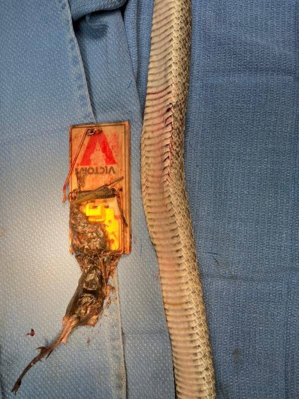 The mouse and mouse trap post-removal from the snake's belly.