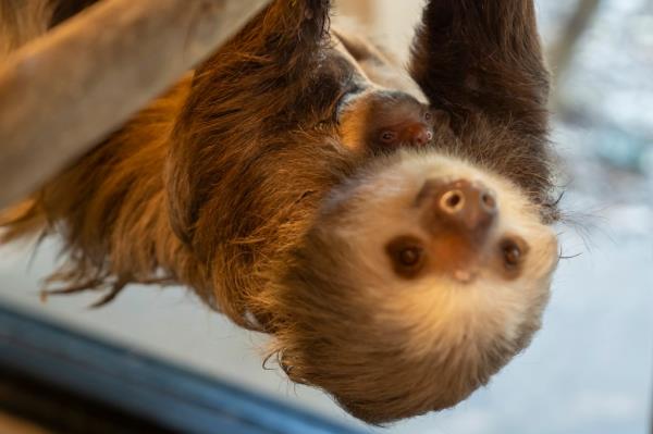 A baby sloth is seen with its mother at the Palm Beach Zoo Co<em></em>nservation Society, Tuesday, Jan. 30, 2024 in West Palm Beach, Fla. 